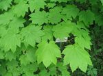 kuva Koristekasvit Vaahtera (Acer), vaalean-vihreä