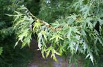 Foto Prydplanter Ahorn (Acer), sølvfarvede