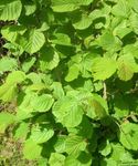 fotografie Dekoratívne rastliny Lieska (Corylus), zelená