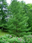 fotografija Okrasne Rastline Evropski Macesen (Larix), zelena