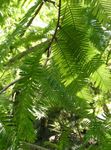 fotografija Okrasne Rastline Dawn Redwood (Metasequoia), zelena