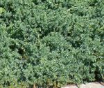 φωτογραφία Διακοσμητικά φυτά Juniper, Sabina (Juniperus), γαλάζιο