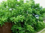 fotografie Dekoratívne rastliny Vlašský Orech (Juglans), zelená
