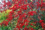 სურათი დეკორატიული მცენარეები Holly, შავი მურყანი, ამერიკული Holly (Ilex), წითელი