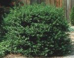 fotografie Dekoratívne rastliny Cezmína, Jelša Lepkavá, Americkí Cezmína (Ilex), tmavo-zelená
