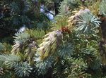 fotografija Okrasne Rastline Douglas Jelka, Bor Oregon, Rdeča Jelka, Rumena Jelka, False Smreka (Pseudotsuga), zlato