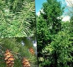 foto Douglas Spar, Oregon Pine, Rood Spar, Geel Spar, Valse Sparren karakteristieken