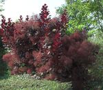 Photo Ornamental Plants Smoketree (Cotinus), burgundy