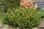 foto Le piante ornamentali Pino (Pinus), verde