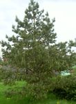 снимка Декоративни растения Бор (Pinus), зелен