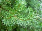 fotografie Dekorativní rostliny Borovice (Pinus), zelená