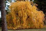 Fil Dekorativa Växter Katsura Träd (Cercidiphyllum), gul