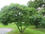 Фото Декоративные Растения Сумах пушистый, или оленерогий (Уксусное дерево) (Rhus typhina), зеленый