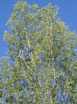 Fil Dekorativa Växter Cottonwood, Poppel (Populus), ljus-grön