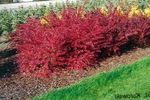 Foto Dekorative Pflanzen Berberitze, Berberitze Japanese (Berberis thunbergii), rot
