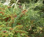 照 观赏植物 伏牛，日本伏牛 (Berberis thunbergii), 绿