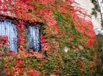 Фото Декоративні Рослини Дівочий Виноград (Parthenocissus), червоний