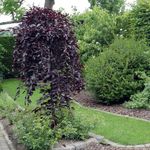 Photo des plantes décoratives Bouleau (Betula), vineux