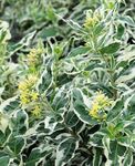fotografie Plante Ornamentale Sudul Caprifoi Bush, Munte Caprifoi Bush (Diervilla), multicolor