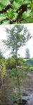 fotografie Dekoratívne rastliny Buk Lesný (Fagus sylvatica), zelená