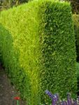 Fil Dekorativa Växter Leyland Cypress (Cupressocyparis), gul