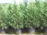 სურათი დეკორატიული მცენარეები Leyland Cypress (Cupressocyparis), ღია ლურჯი
