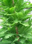 Kalju Cypress