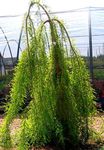 fénykép Dísznövény Mocsári Ciprus (Taxodium distichum), világos zöld