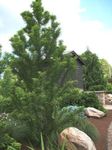 kuva Kalju Cypress ominaisuudet