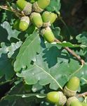 снимка Декоративни растения Дъб (Quercus), зелен