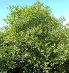 フォト 観賞植物 光沢のあるクロウメモドキ、ハンノキクロウメモドキ、シダの葉クロウメモドキ、背の高いヘッジクロウメモドキ (Frangula alnus), 緑色
