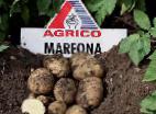 Foto Kartoffeln klasse Marfona 