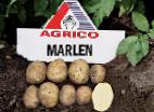 foto La patata la cultivar Marlen 