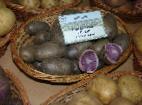 Foto Kartoffeln klasse Siren