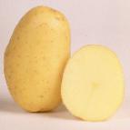 foto La patata la cultivar Nora