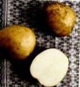 foto La patata la cultivar Aksamit