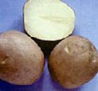 Photo une pomme de terre l'espèce Guslyar