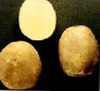 Photo une pomme de terre l'espèce Dina