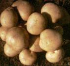 Foto Krumpir kultivar Elizaveta