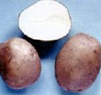 Photo Potatoes grade Neptun