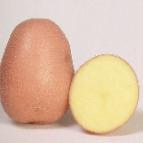 Foto Kartoffeln klasse Rozalind