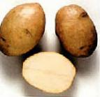Photo une pomme de terre l'espèce Odissejj