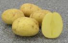 Photo Potatoes grade Opal