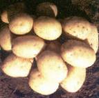foto La patata la cultivar Real