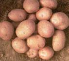 φωτογραφία Πατάτες ποικιλία Ryabinushka