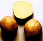 foto La patata la cultivar Yavar