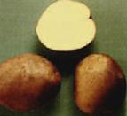 φωτογραφία Πατάτες ποικιλία Suzore