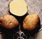 foto La patata la cultivar Atlant