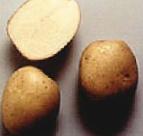Photo une pomme de terre l'espèce Zhivica