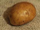 Photo une pomme de terre l'espèce Zagadka